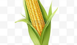 玉米漫画,趣味横生的田园生活画卷